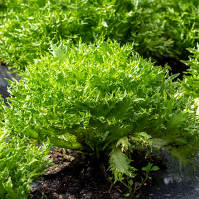 Laitue batavia frisée Eazyleaf Skilton - Willemse