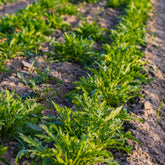 Roquette sauvage Rocky Wild Bio - Willemse