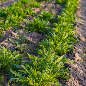 Roquette sauvage Rocky Wild Bio - Willemse