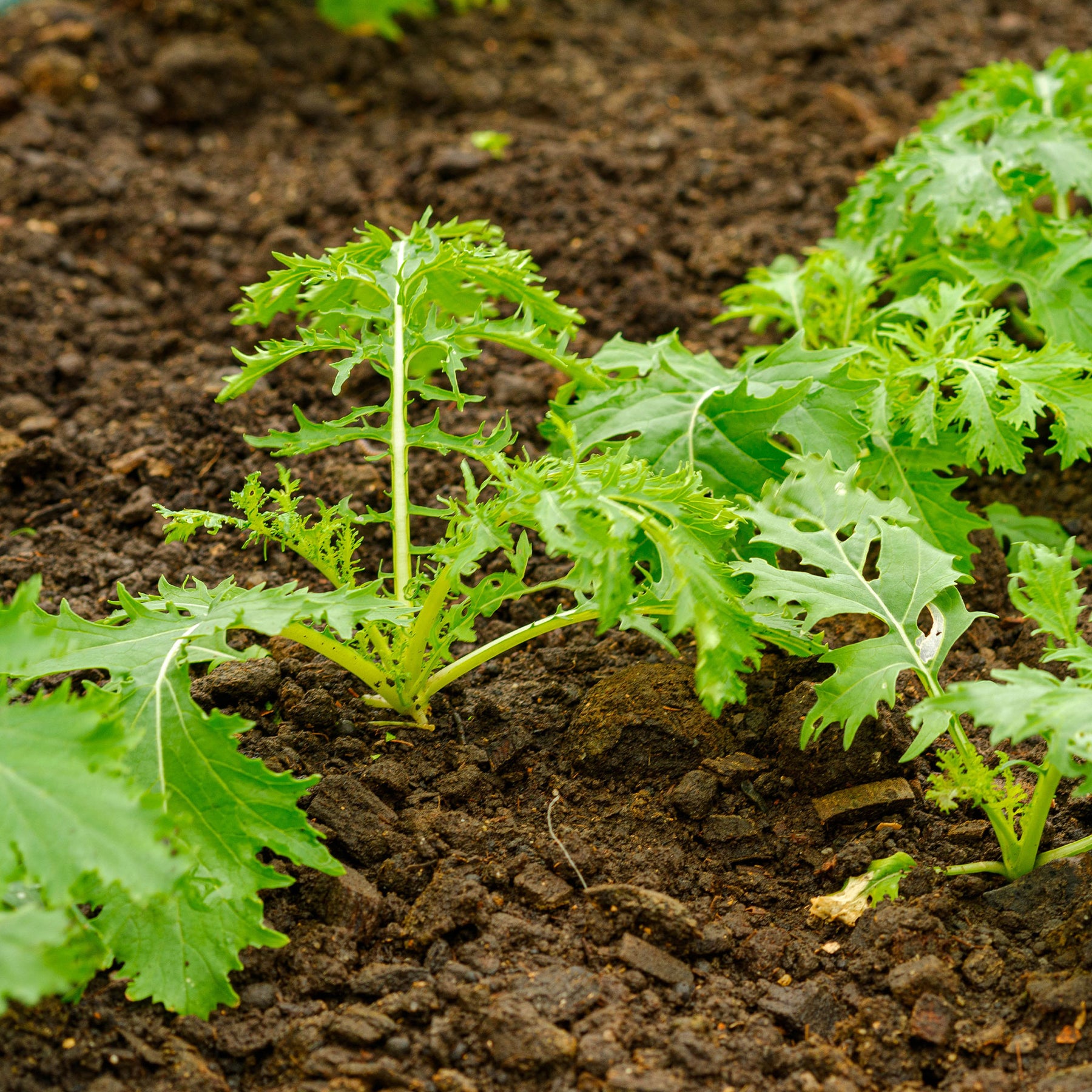 Chou salade Japonais Mizuna Bio - Brassica rapa japonica mizuna - Willemse