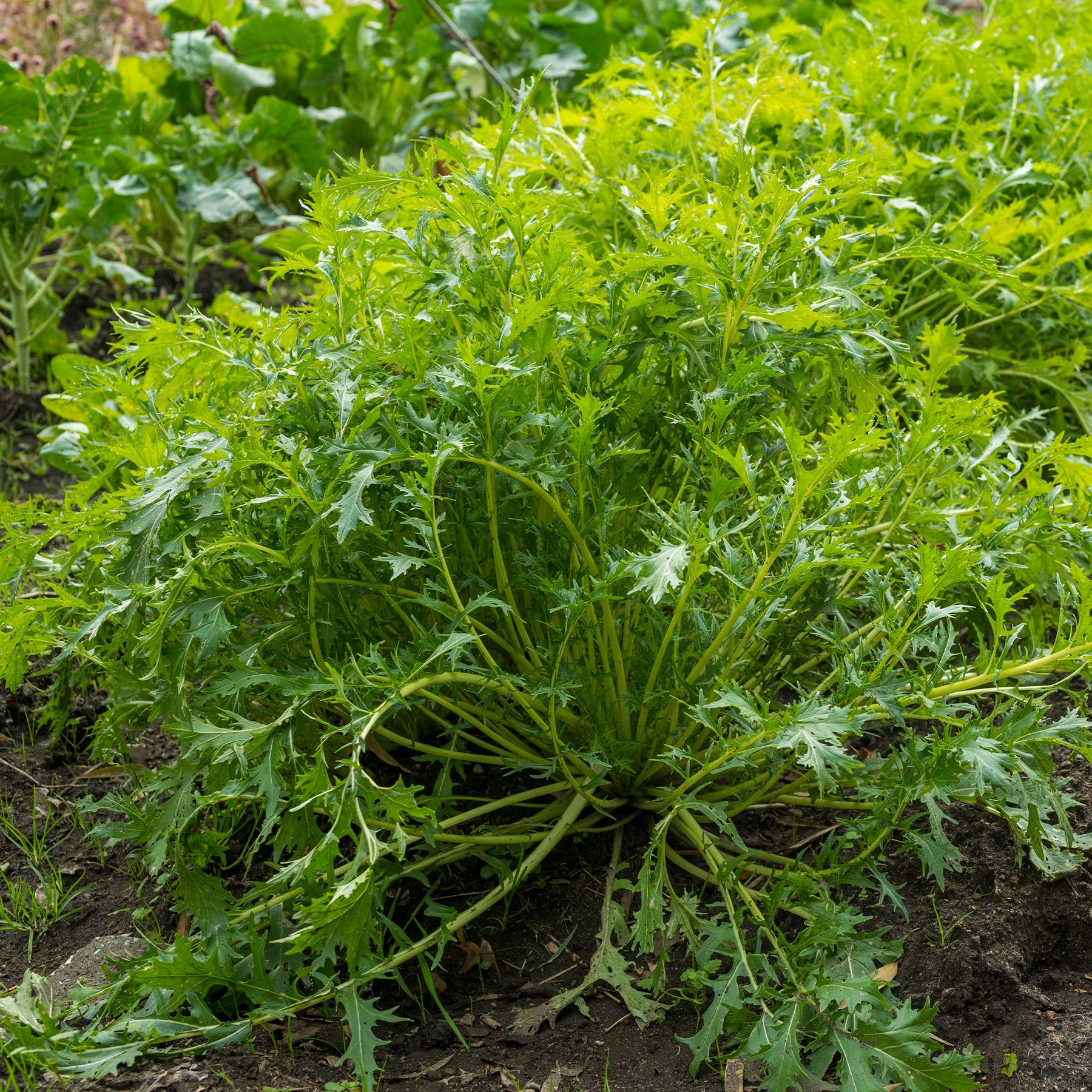 Brassica rapa japonica mizuna - Chou salade Japonais Mizuna Bio - Graines de fruits et légumes Bio