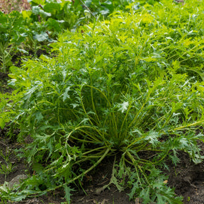 Brassica rapa japonica mizuna - Chou salade Japonais Mizuna Bio - Graines de fruits et légumes Bio