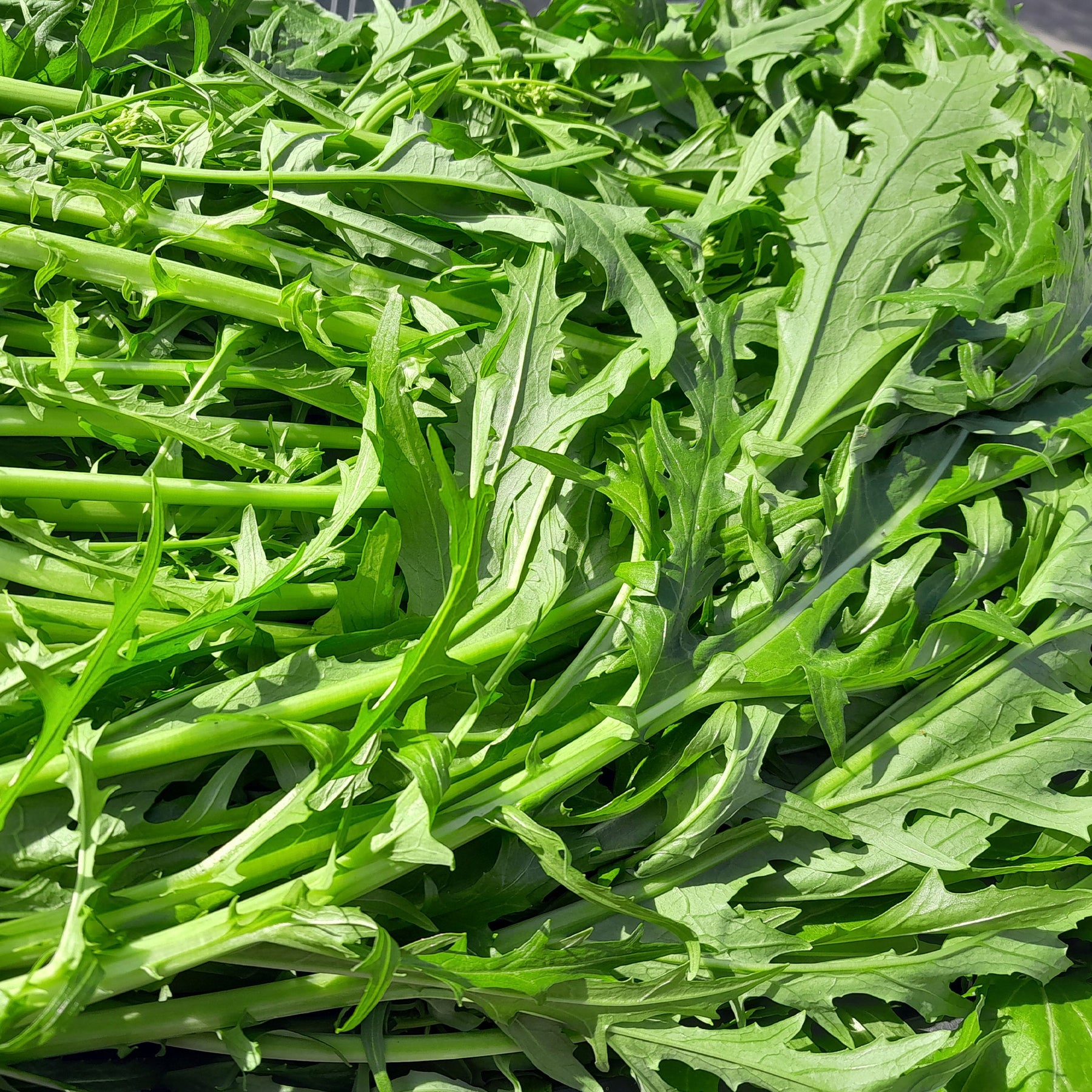 Chou salade Japonais Mizuna Bio