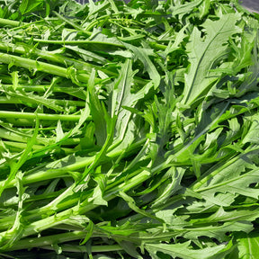 Chou salade Japonais Mizuna Bio