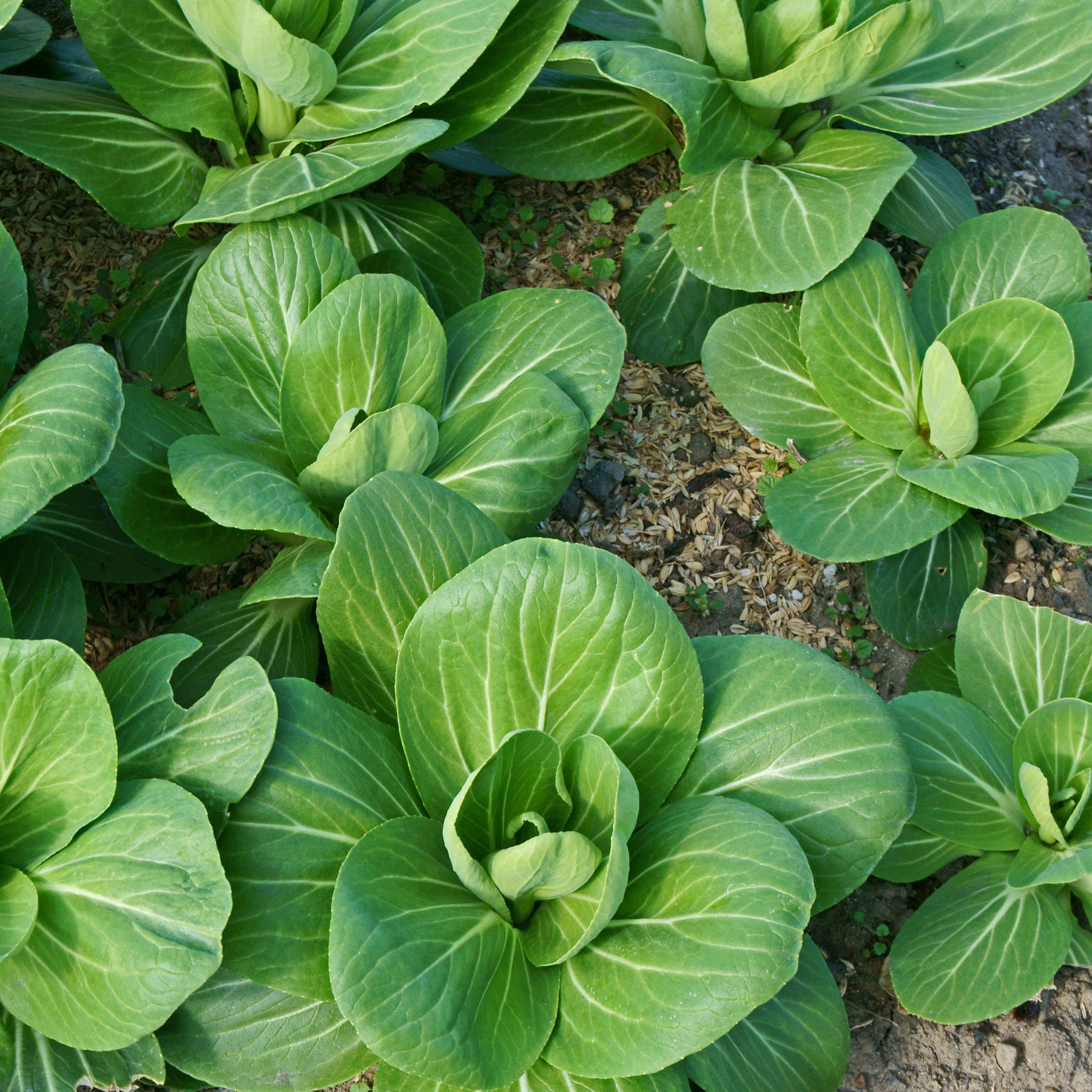 Chou de Chine Pak-choi Green Fortune F1 - Brassica campestris chinensis green fortune - Willemse