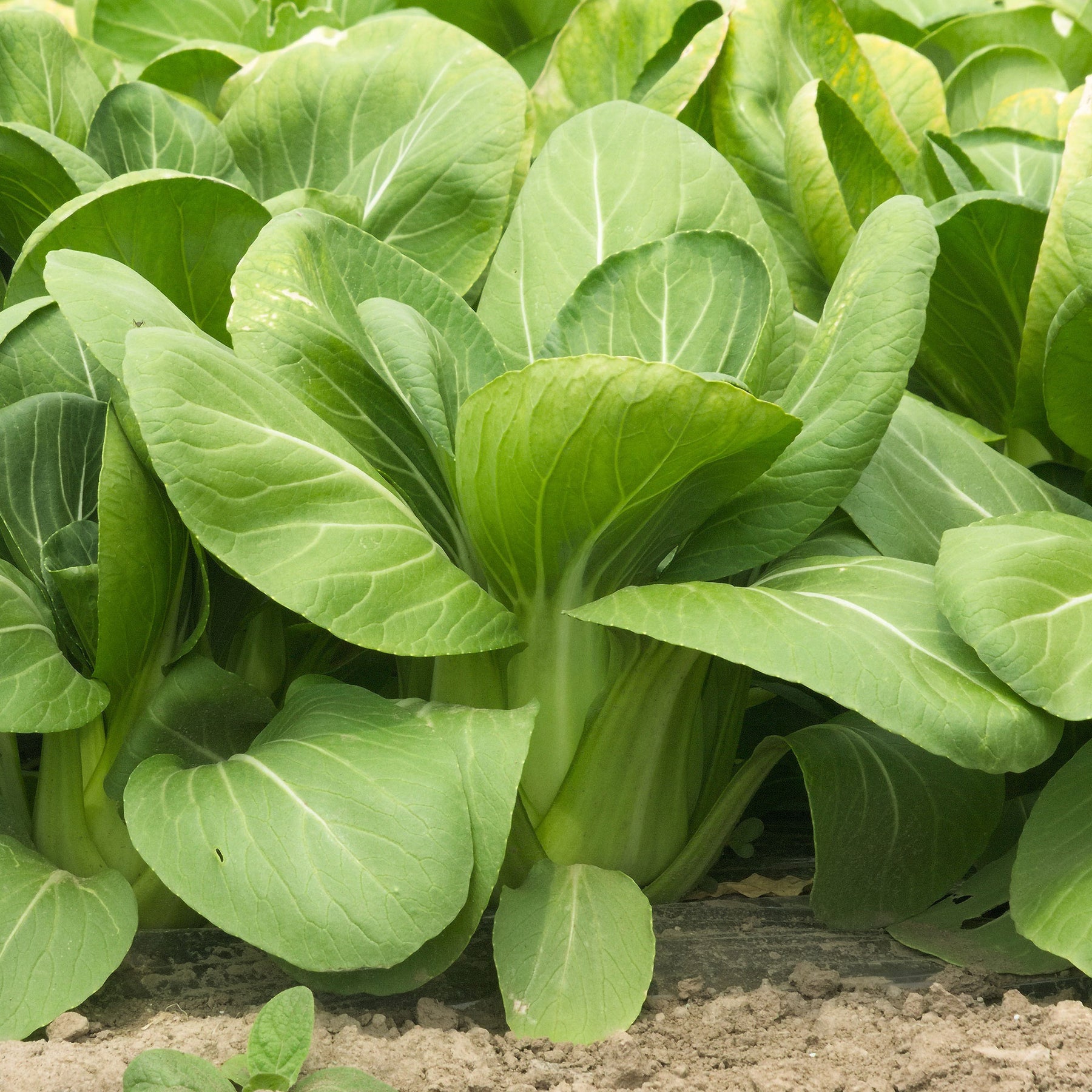 Brassica campestris chinensis green fortune - Chou de Chine Pak-choi Green Fortune F1 - Choux