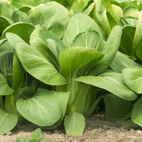 Brassica campestris chinensis green fortune - Chou de Chine Pak-choi Green Fortune F1 - Choux