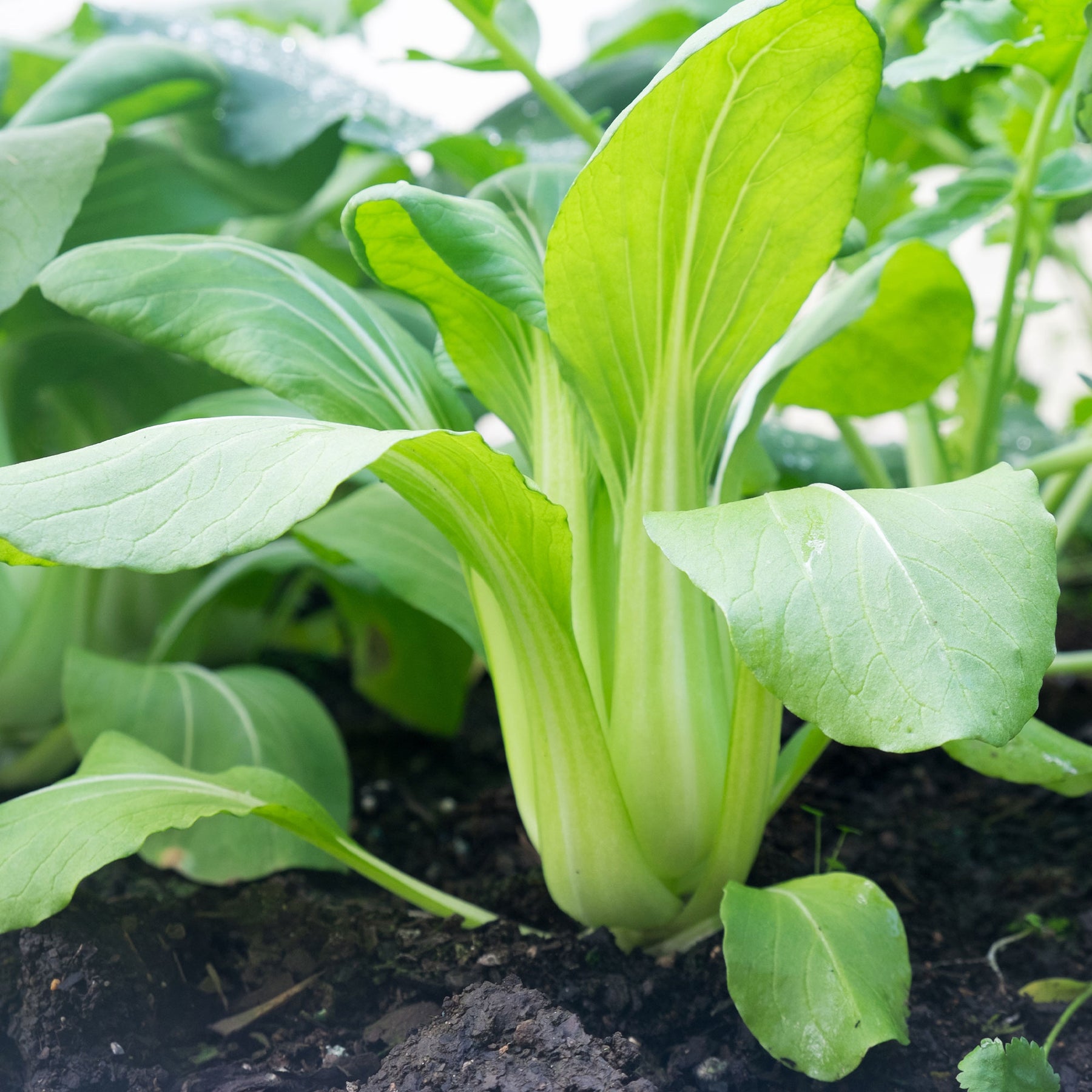 Choux - Chou de Chine Pak-choi Green Fortune F1 - Brassica campestris chinensis green fortune