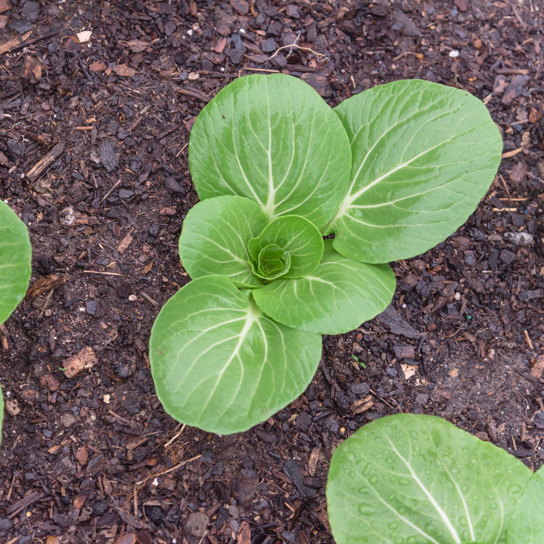 Vente Chou de Chine Pak-choi Green Fortune F1 - Brassica campestris chinensis green fortune