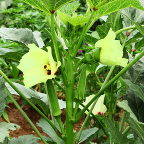 Légumes rares - Gombo / Bamia - Abelmoschus esculentus