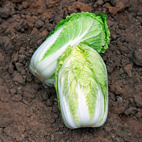 Chou de Chine Spectrum F1 - Willemse