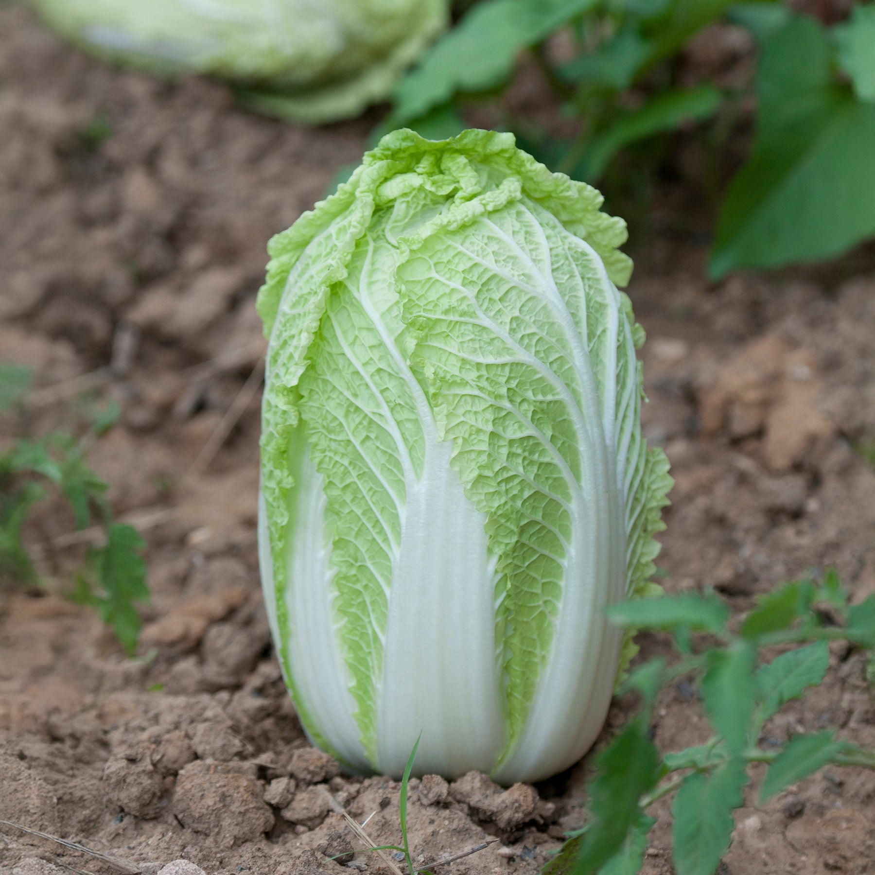 Chou de Chine Spectrum F1 - Brassica pekinensis spectrum f1 - Willemse