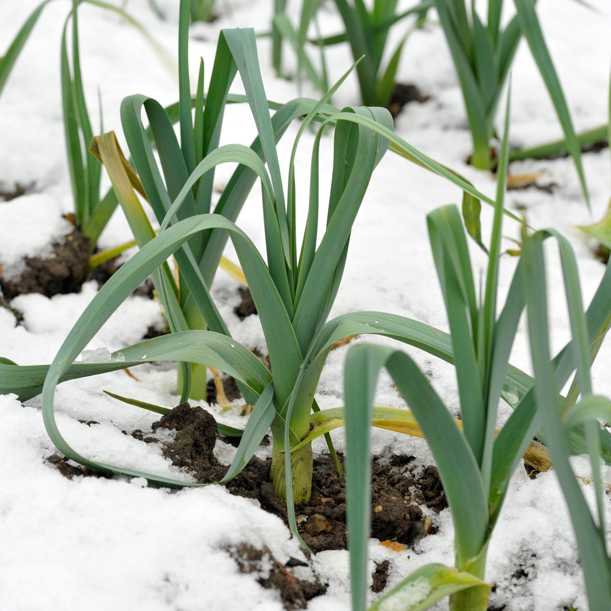 Poireau Bleu d'hiver Farinto - Willemse