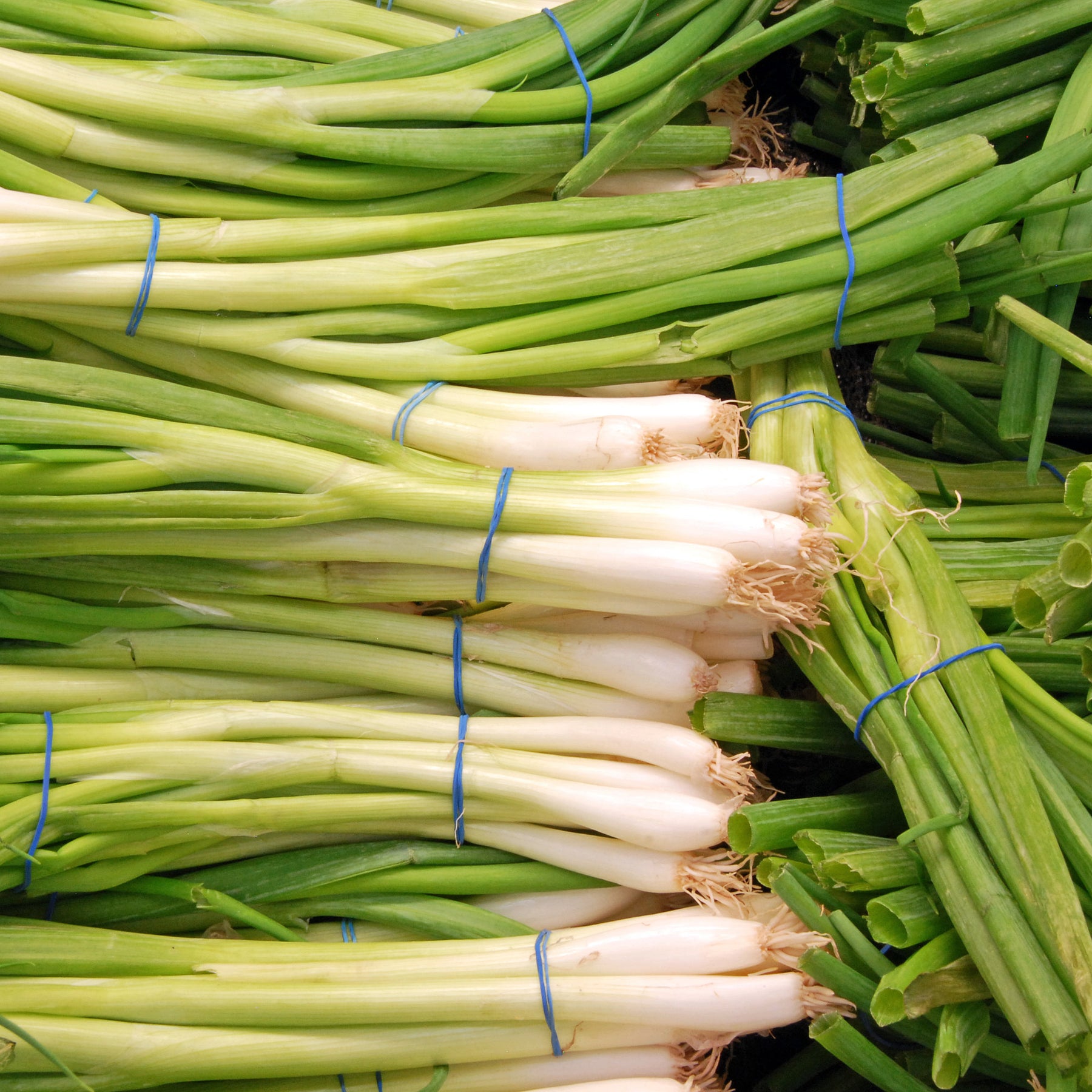 Allium fistulosum ishikura long white - Ciboule Oignon tige Ishikura Long White - Graines d'aromatiques