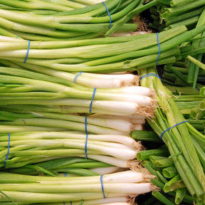 Allium fistulosum ishikura long white - Ciboule Oignon tige Ishikura Long White - Graines d'aromatiques
