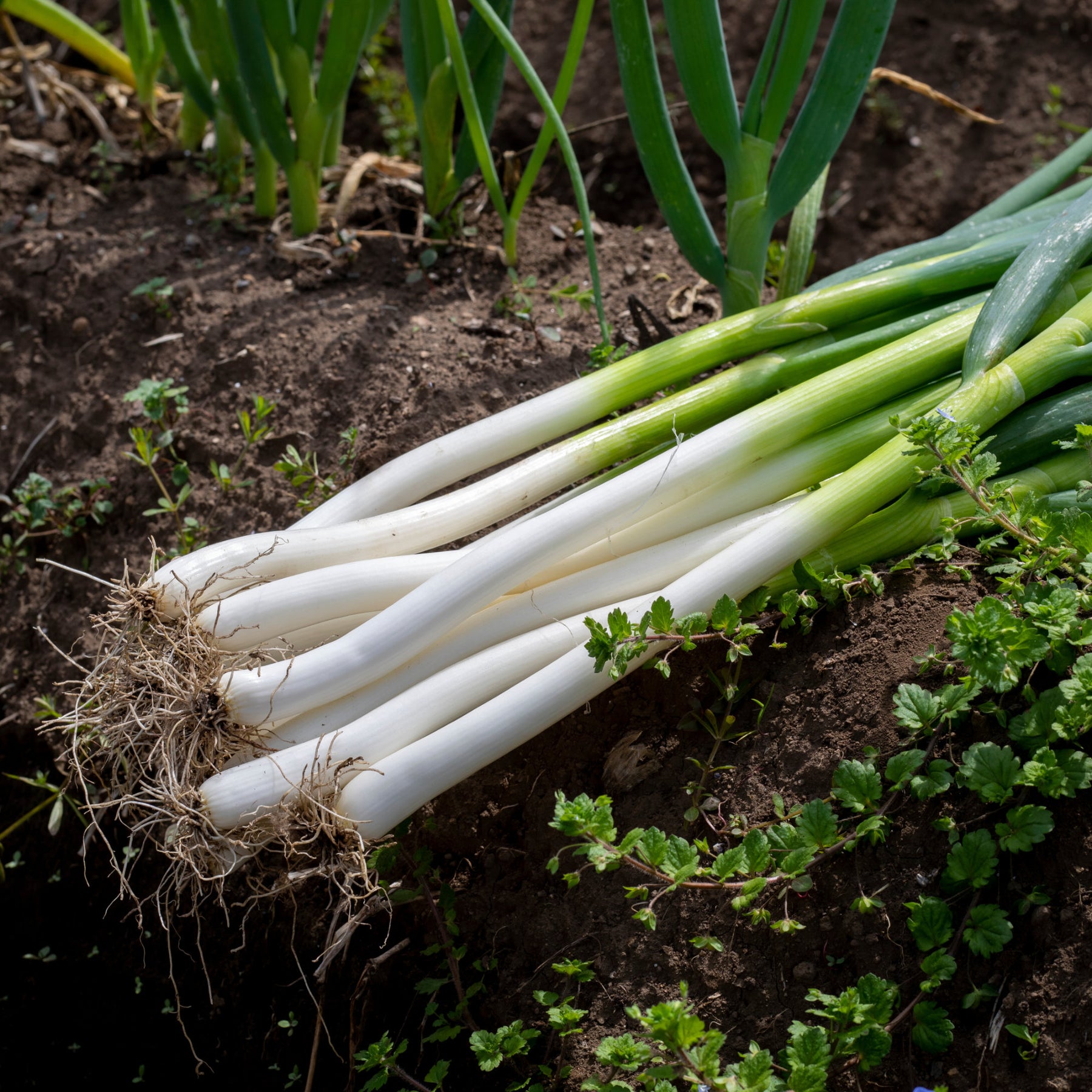 Graines d'aromatiques - Ciboule Oignon tige Ishikura Long White - Allium fistulosum ishikura long white