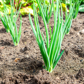 Vente Ciboule Oignon tige Ishikura Long White - Allium fistulosum ishikura long white