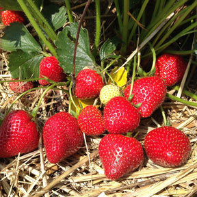 Fraisier à gros fruits Grandian F1 - Willemse