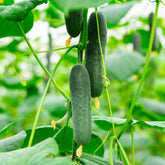 Concombre mini Broumana F1 - Willemse