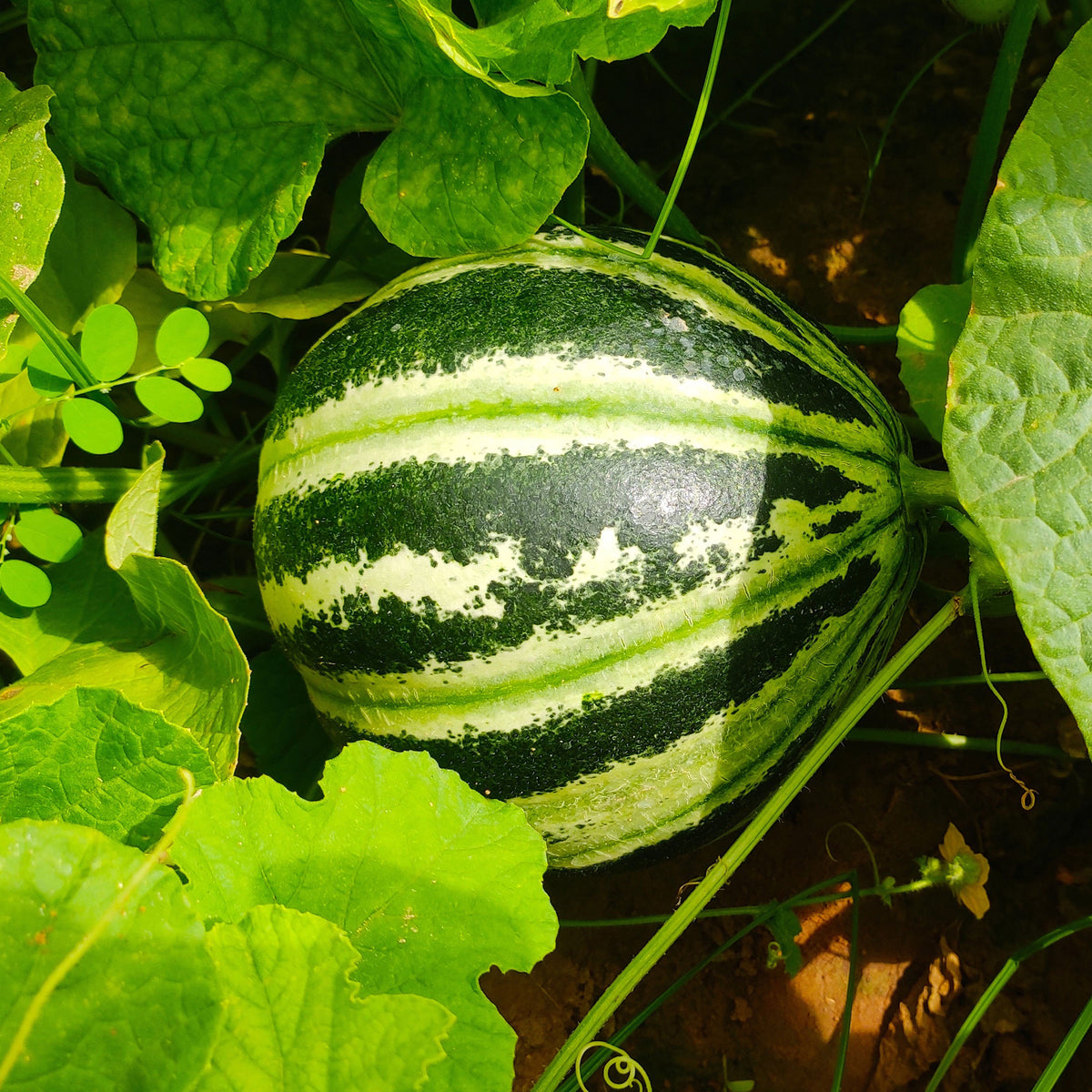 Melon ananas Oranje Ananas - Willemse