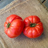 Tomate à très gros fruits Marmande - Willemse
