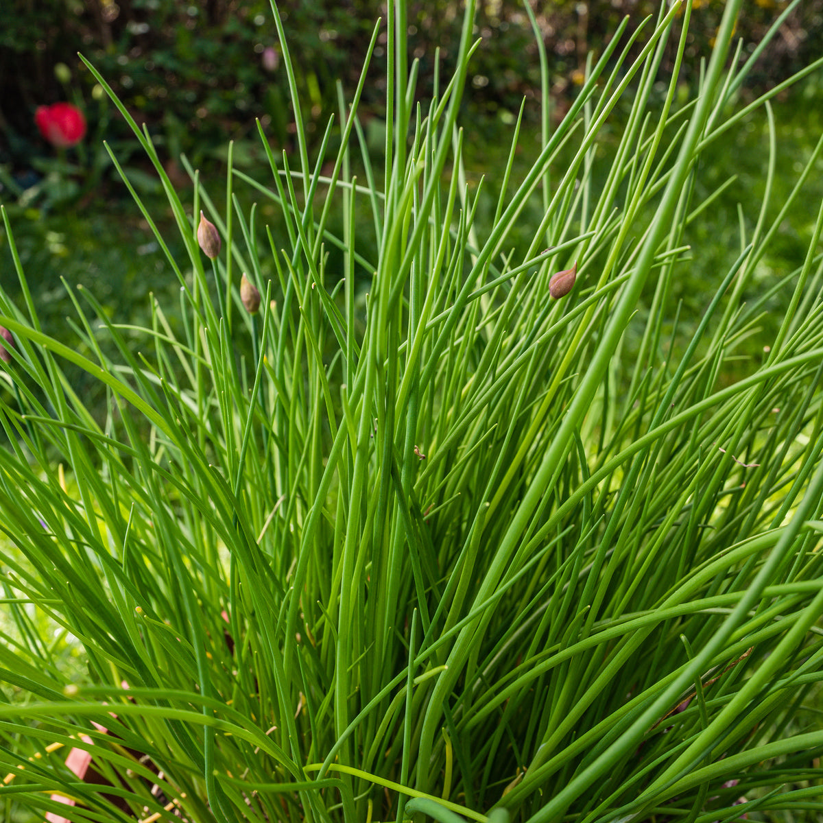 Ciboulette grosse feuilles Staro Bio