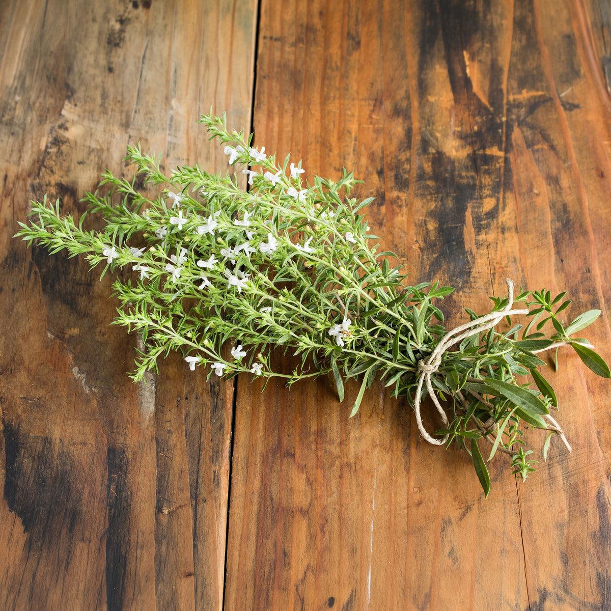 Sarriette commune Bio - Willemse