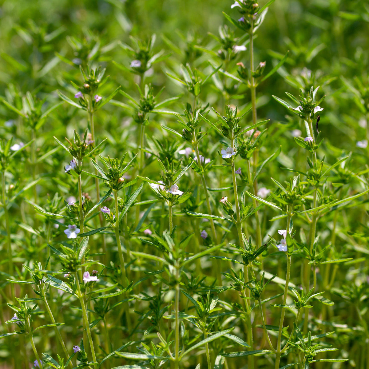 Sarriette commune Bio - Satureja hortensis - Willemse