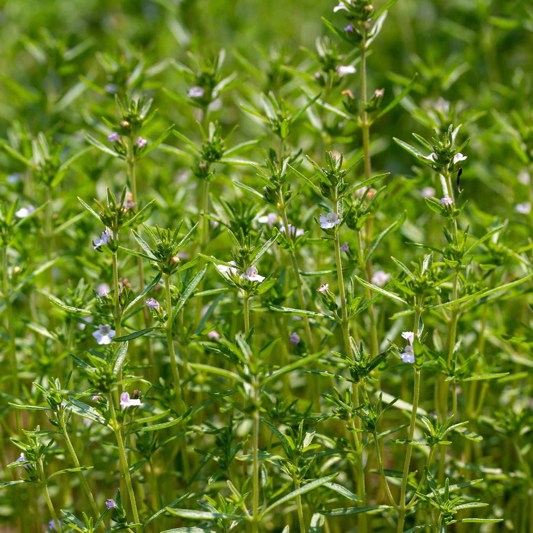Sarriette commune Bio - Satureja hortensis - Willemse
