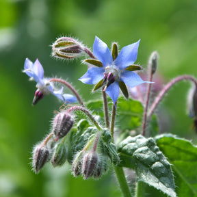 Bourrache Bleu Bio - Willemse