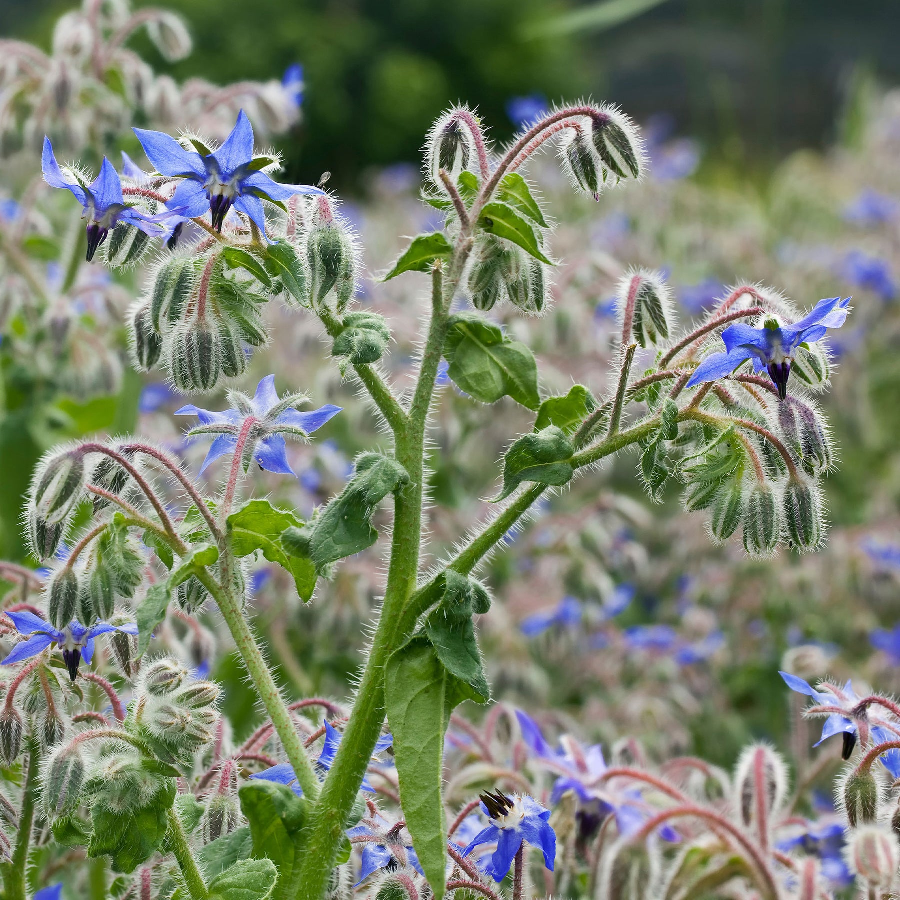 Bourrache Bleu Bio - Borago officinalis - Willemse