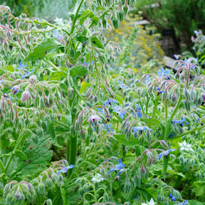 Borago officinalis - Bourrache Bleu Bio - Graines de fleurs