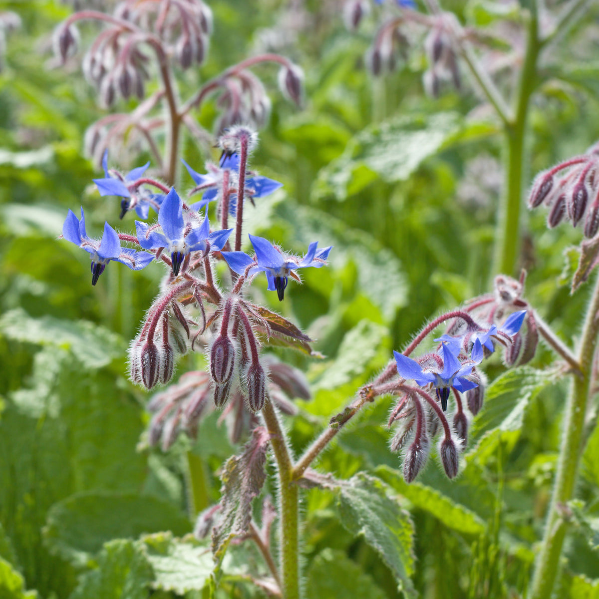 Bourrache Bleu et Blanche - Willemse