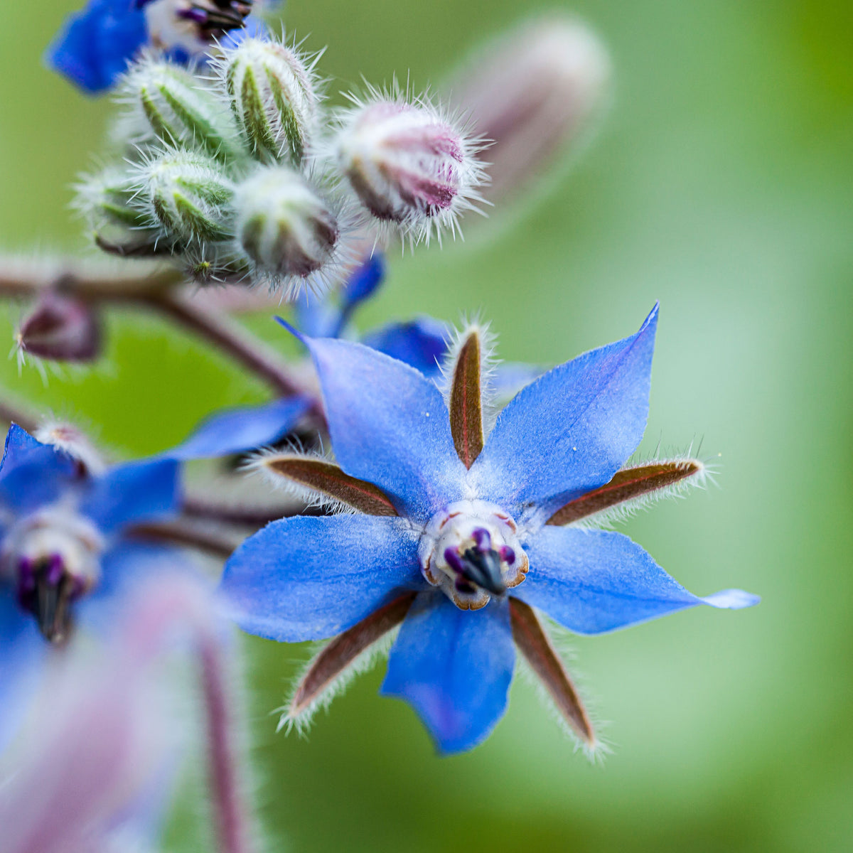 Bourrache Bleu et Blanche - Borago officinalis - Willemse