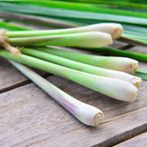 Citronnelle - Willemse