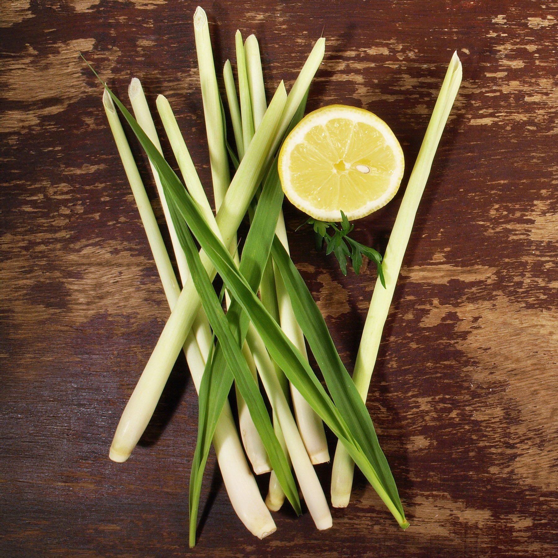 Vente Citronnelle - Cymbopogon flexuosus