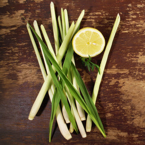 Vente Citronnelle - Cymbopogon flexuosus