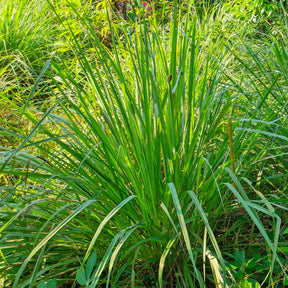 Citronnelle - Cymbopogon flexuosus - Willemse