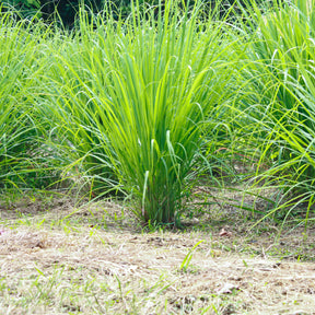 Graines d'aromatiques - Citronnelle - Cymbopogon flexuosus
