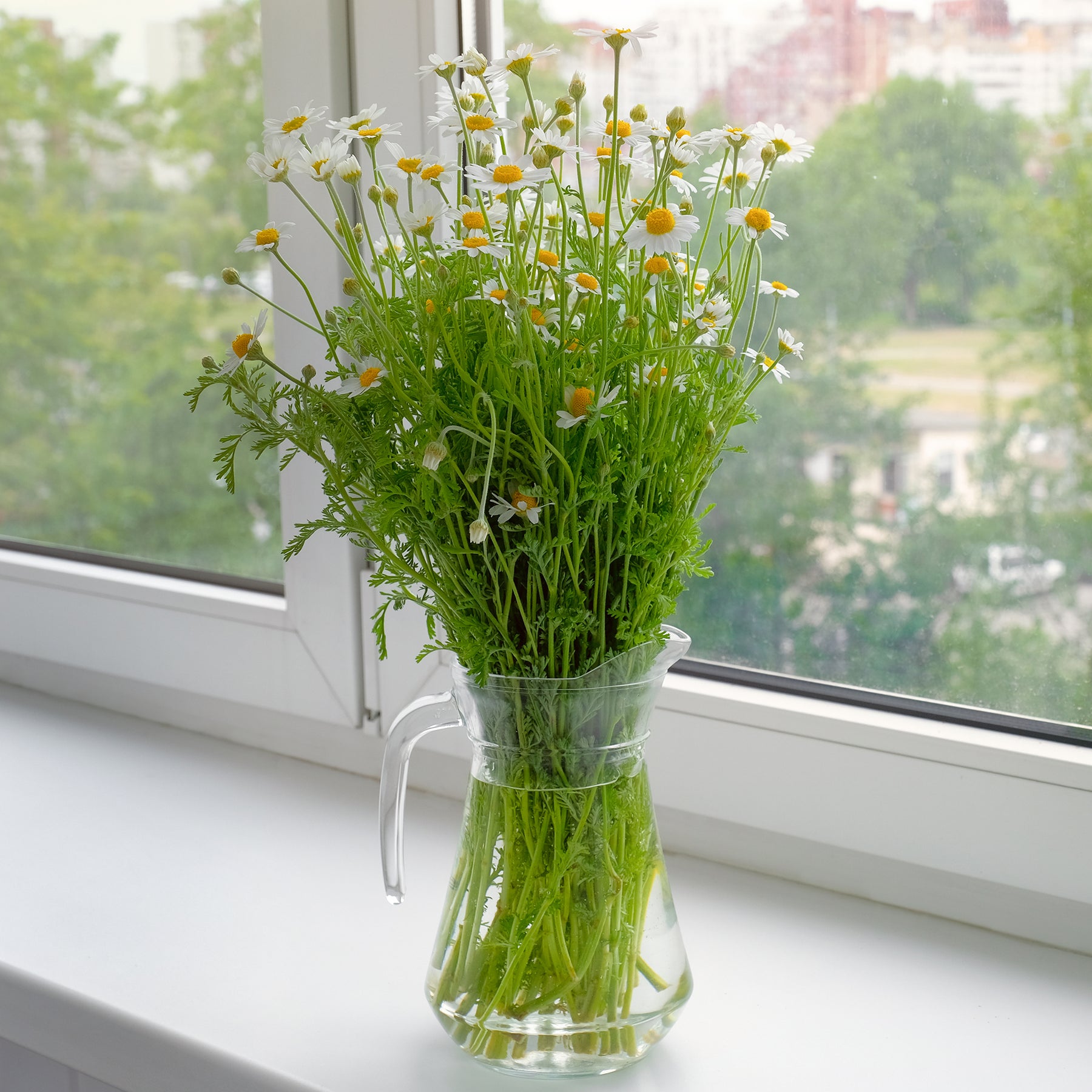 Vente Camomille Allemande Bio - Matricaria recutita