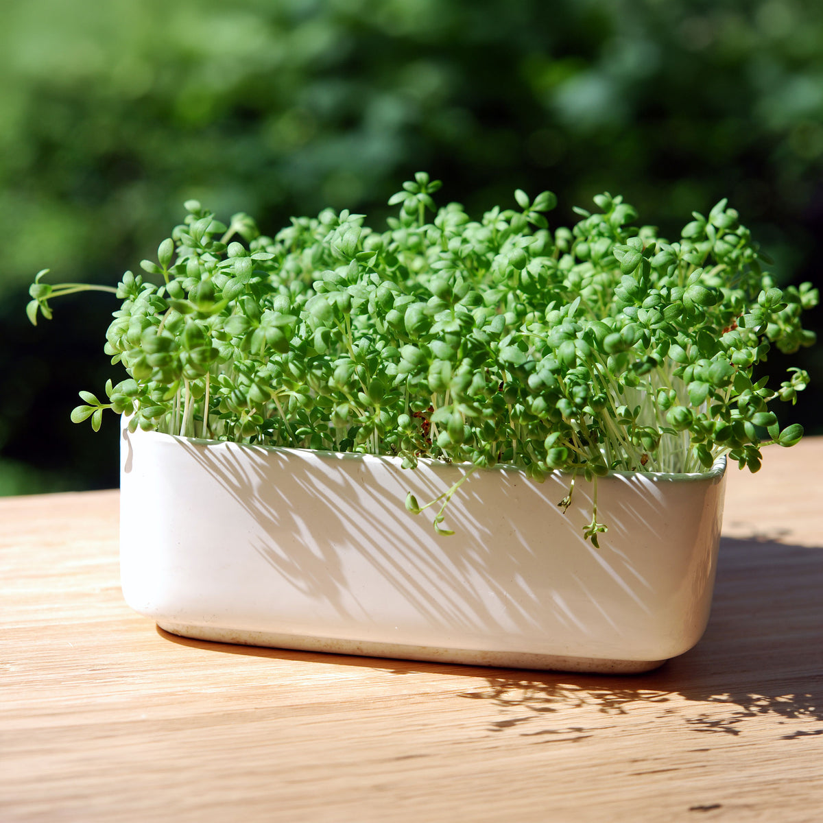 Cresson alénois commun Bio - Willemse