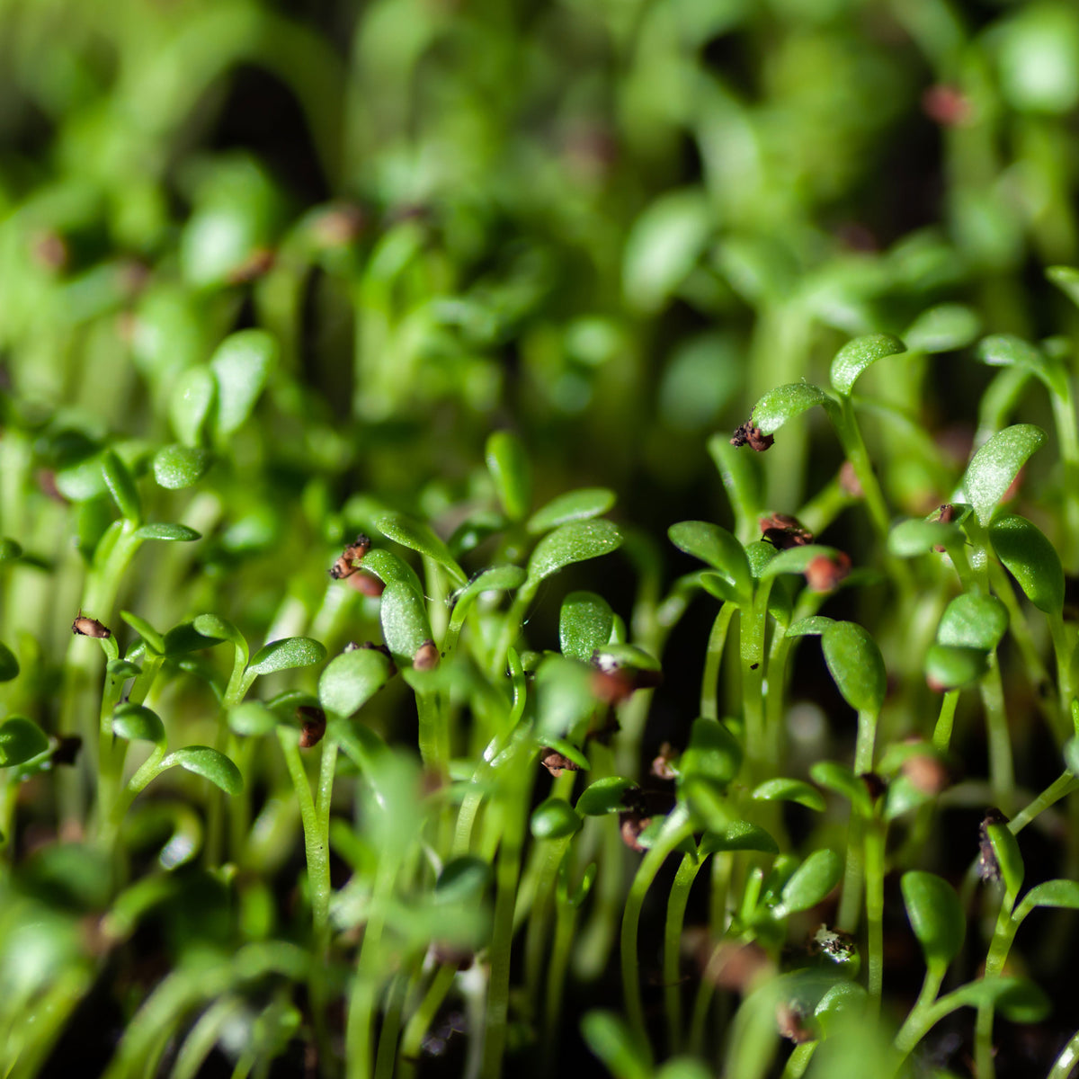 Cresson alénois commun Bio - Lepidium sativum - Willemse