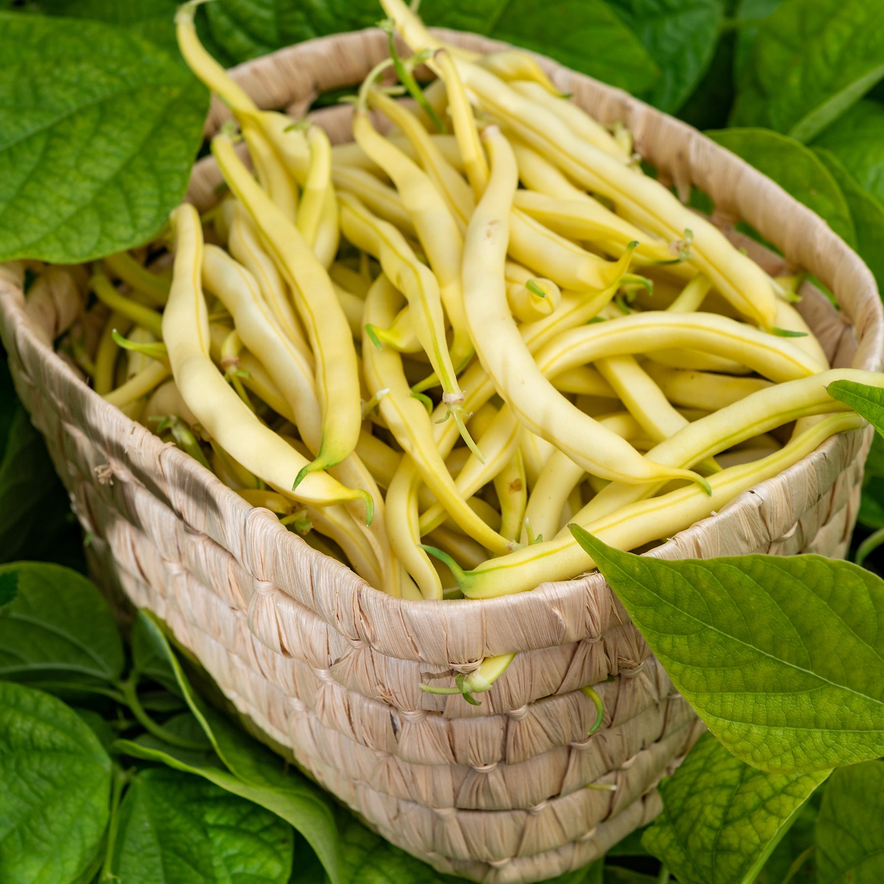 Haricot nain Orinoco wax - Phaseolus vulgaris orinoco wax - Willemse