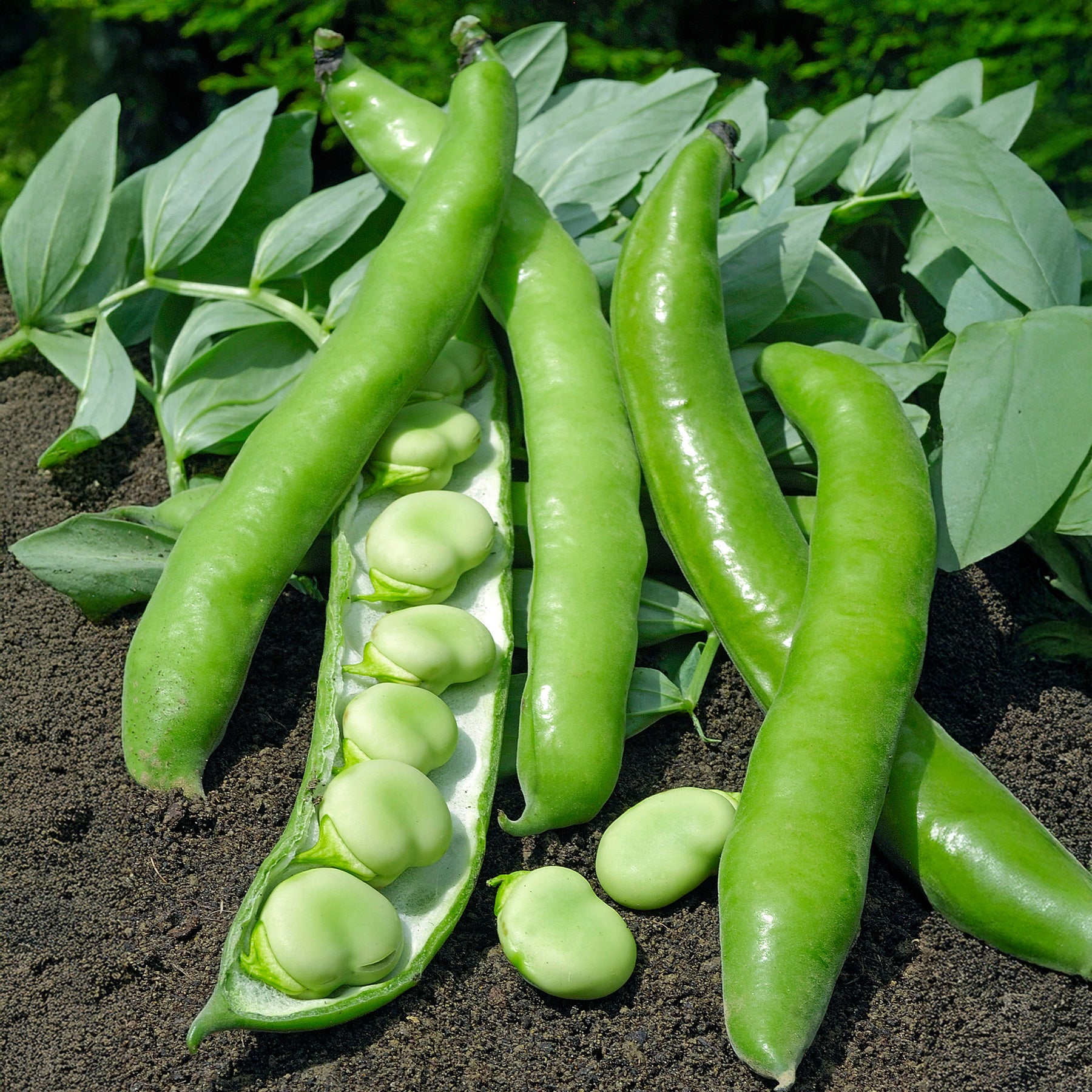 Fève améliorée Driemaal Wit - Willemse