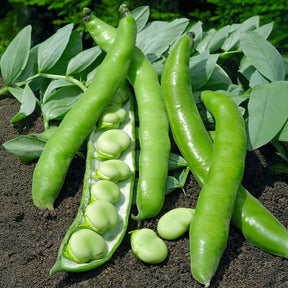 Fève améliorée Driemaal Wit - Willemse