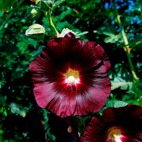Rose Trémière simple noir Jet Black - Willemse