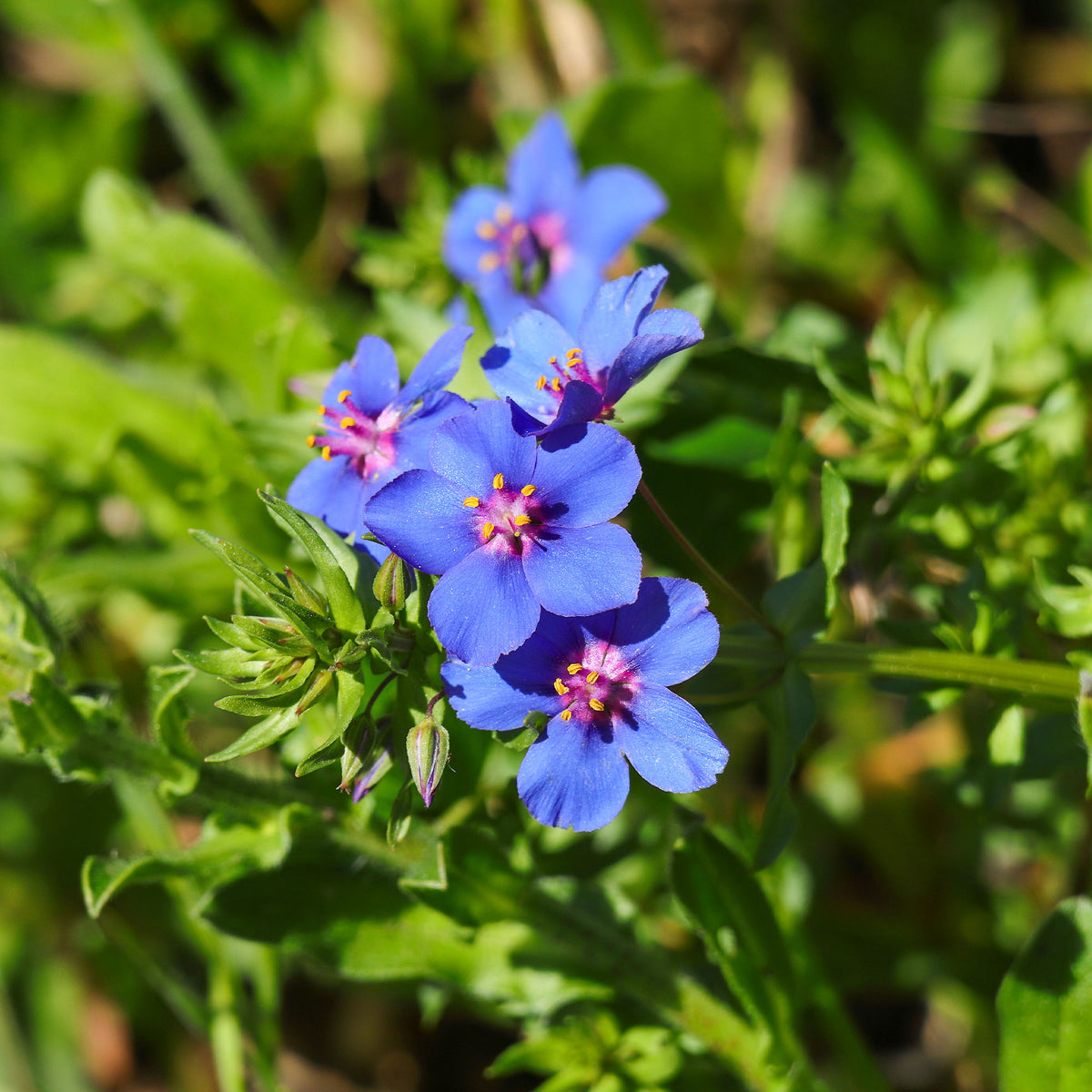 Mouron à grandes fleurs Blue Noon - Willemse