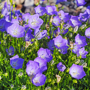 Campanule bleue des monts Carpathes vivace - Willemse