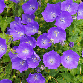 Campanule bleue des monts Carpathes vivace - Campanula carpatica - Willemse