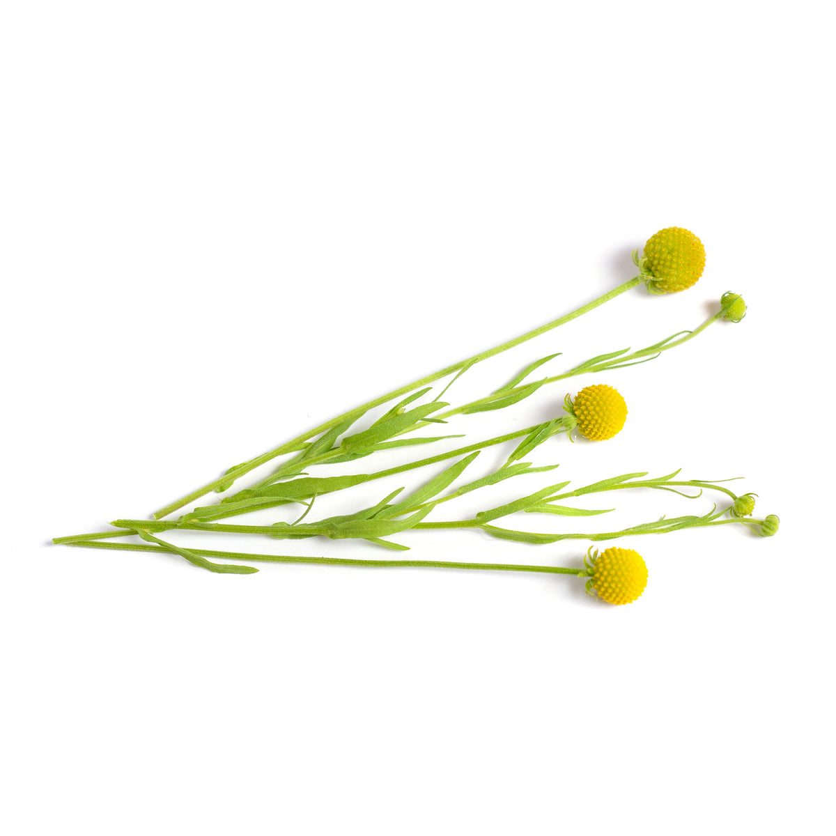 Cephalophora odorant Pineapples - Willemse